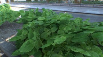 iCEnhancer 3.0 - GTA4