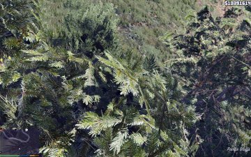 L.A. Vegetation - GTA5